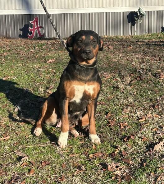 Enlarge Josie, a ADOPTABLE Mixed Breed in Joppa, AL image 2/5