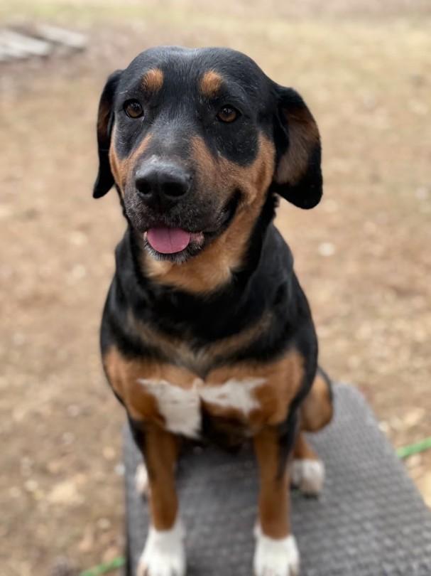 Enlarge Josie, a ADOPTABLE Mixed Breed in Joppa, AL image 3/5