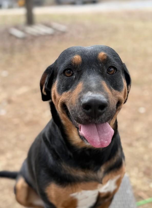 Josie, ADOPTABLE, Adult Female Mixed Breed.