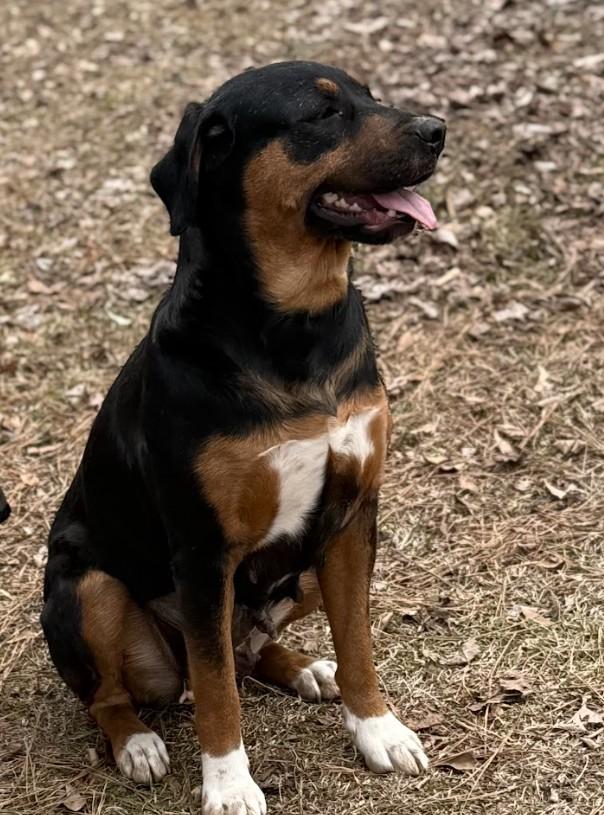 Enlarge Josie, a ADOPTABLE Mixed Breed in Joppa, AL image 4/5