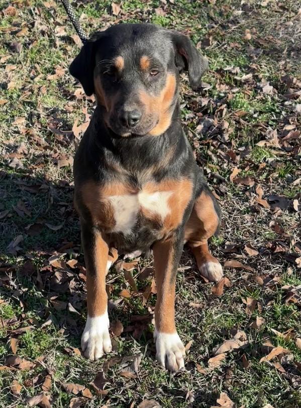 Enlarge Josie, a ADOPTABLE Mixed Breed in Joppa, AL image 5/5