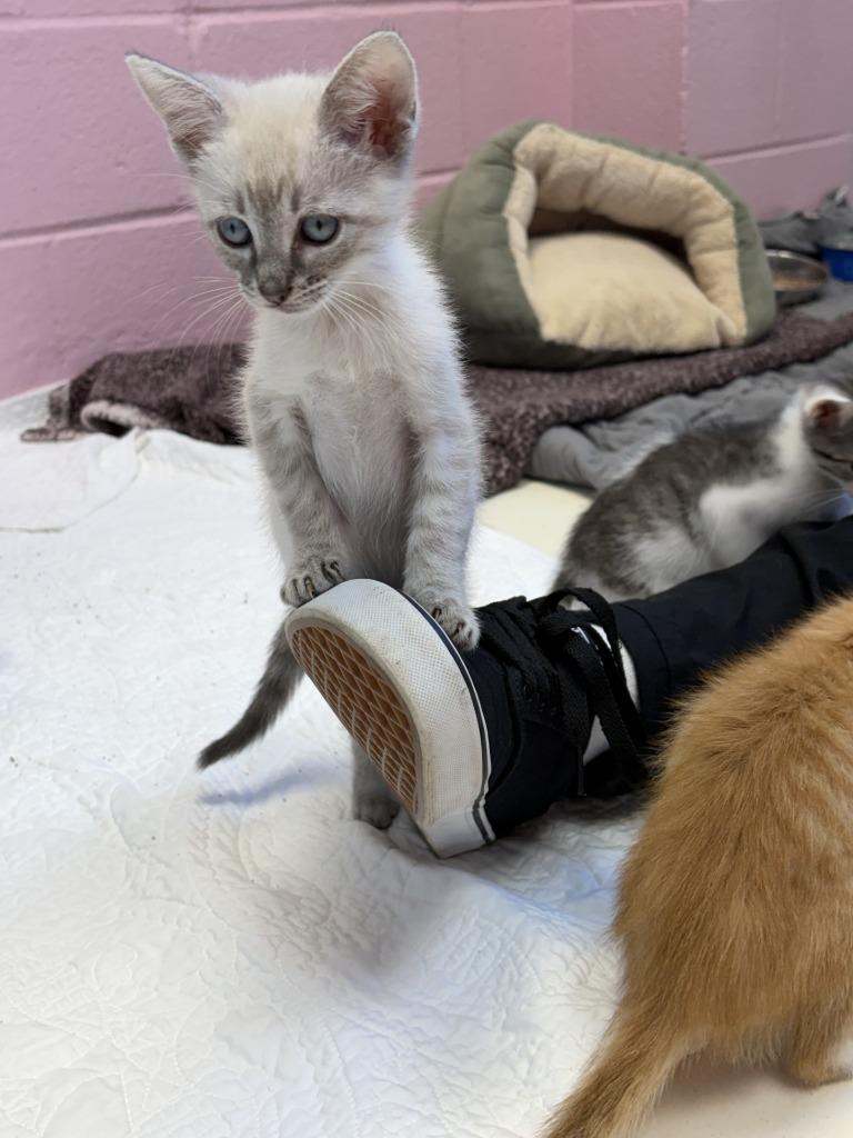 Enlarge Jett, a Adoptable Siamese in Sherwood, AR image 1/3