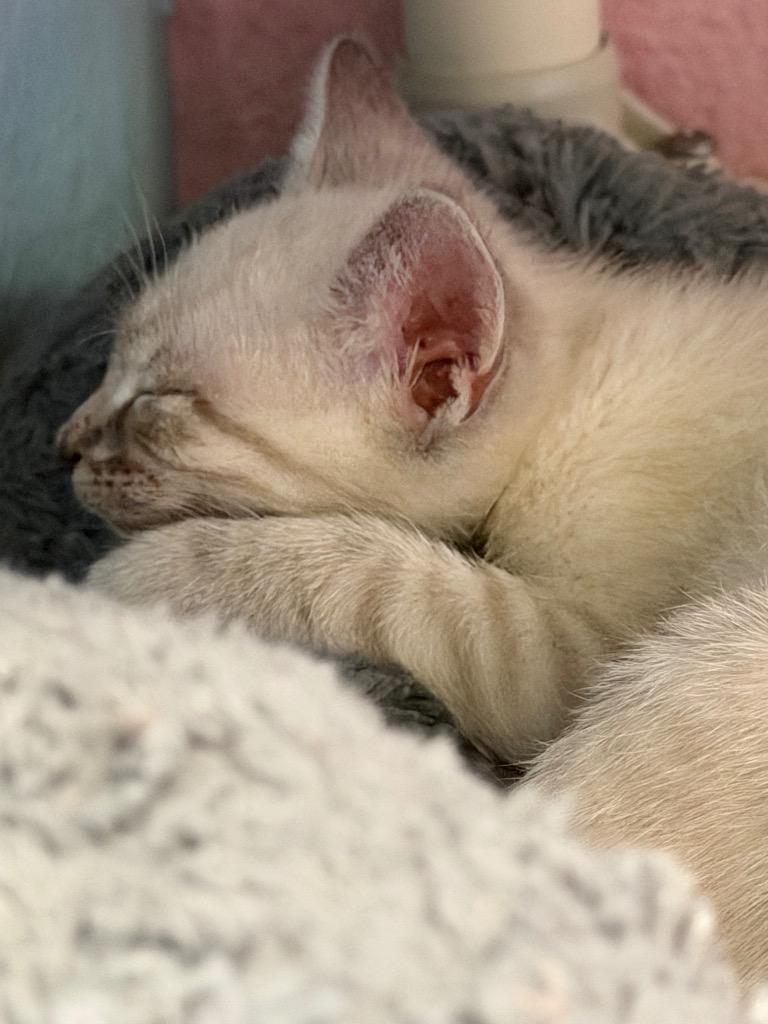 Enlarge Jett, a Adoptable Siamese in Sherwood, AR image 2/3
