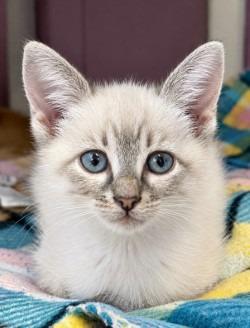 Enlarge Jett, a Adoptable Siamese in Sherwood, AR image 3/3