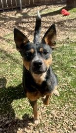 Bree, ADOPTABLE, Adult Female Australian Cattle Dog / Blue Heeler.