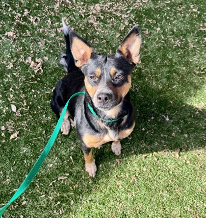 Enlarge Bree, a ADOPTABLE mixed breed in Haltom City, TX image 2/3