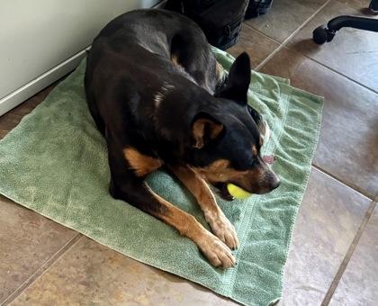 Enlarge Bree, a ADOPTABLE mixed breed in Haltom City, TX image 3/3