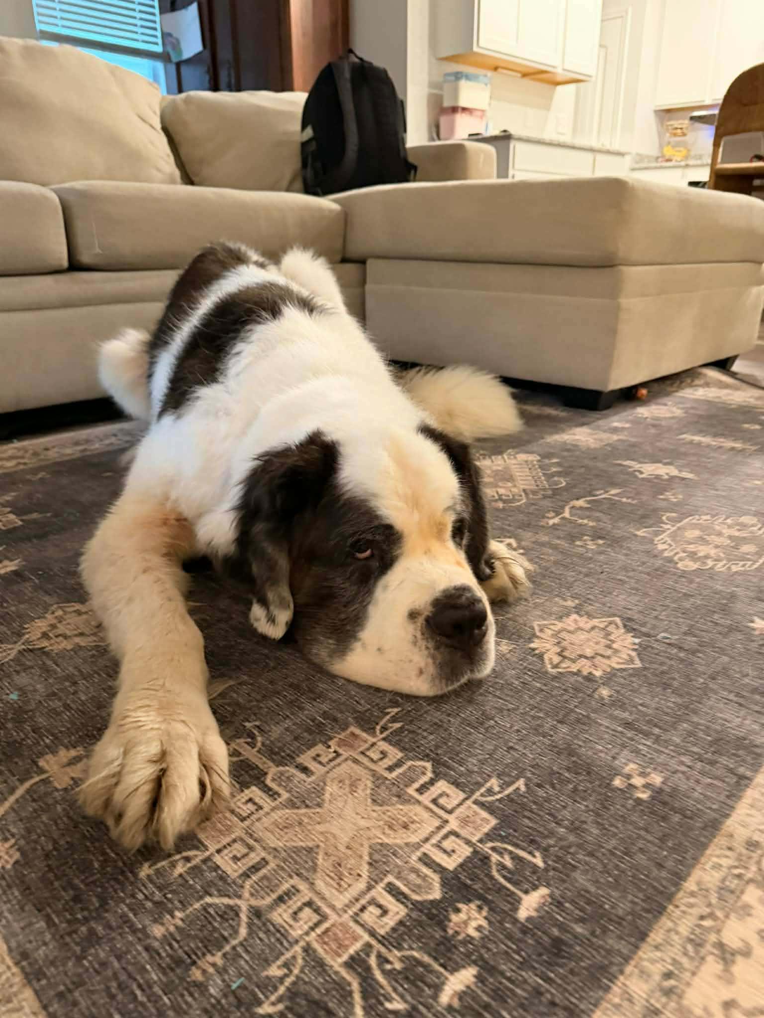 Enlarge Wally Springfield, a Adoptable Saint Bernard in Springfield , IL image 2/3