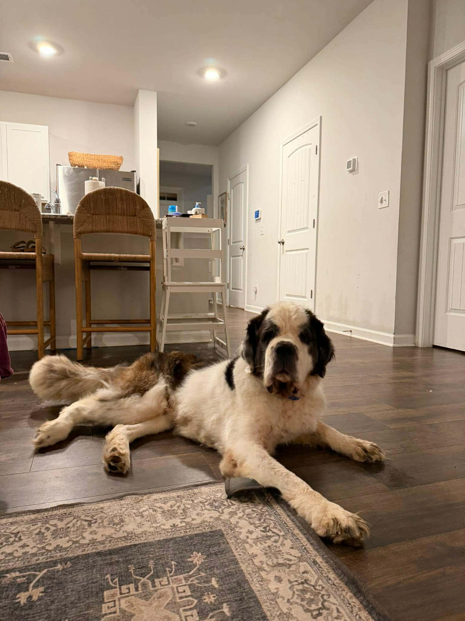 Enlarge Wally Springfield, a Adoptable Saint Bernard in Springfield , IL image 3/3