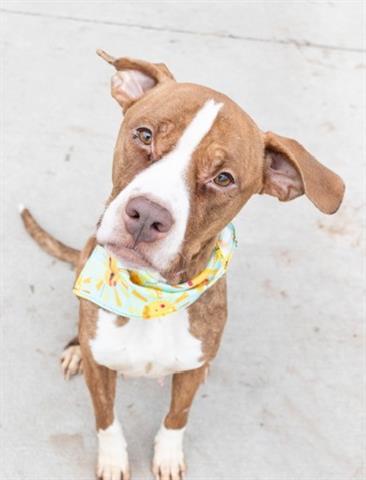 ADMIRAL, Adoptable, Adult Female Boxer & Mixed Breed.