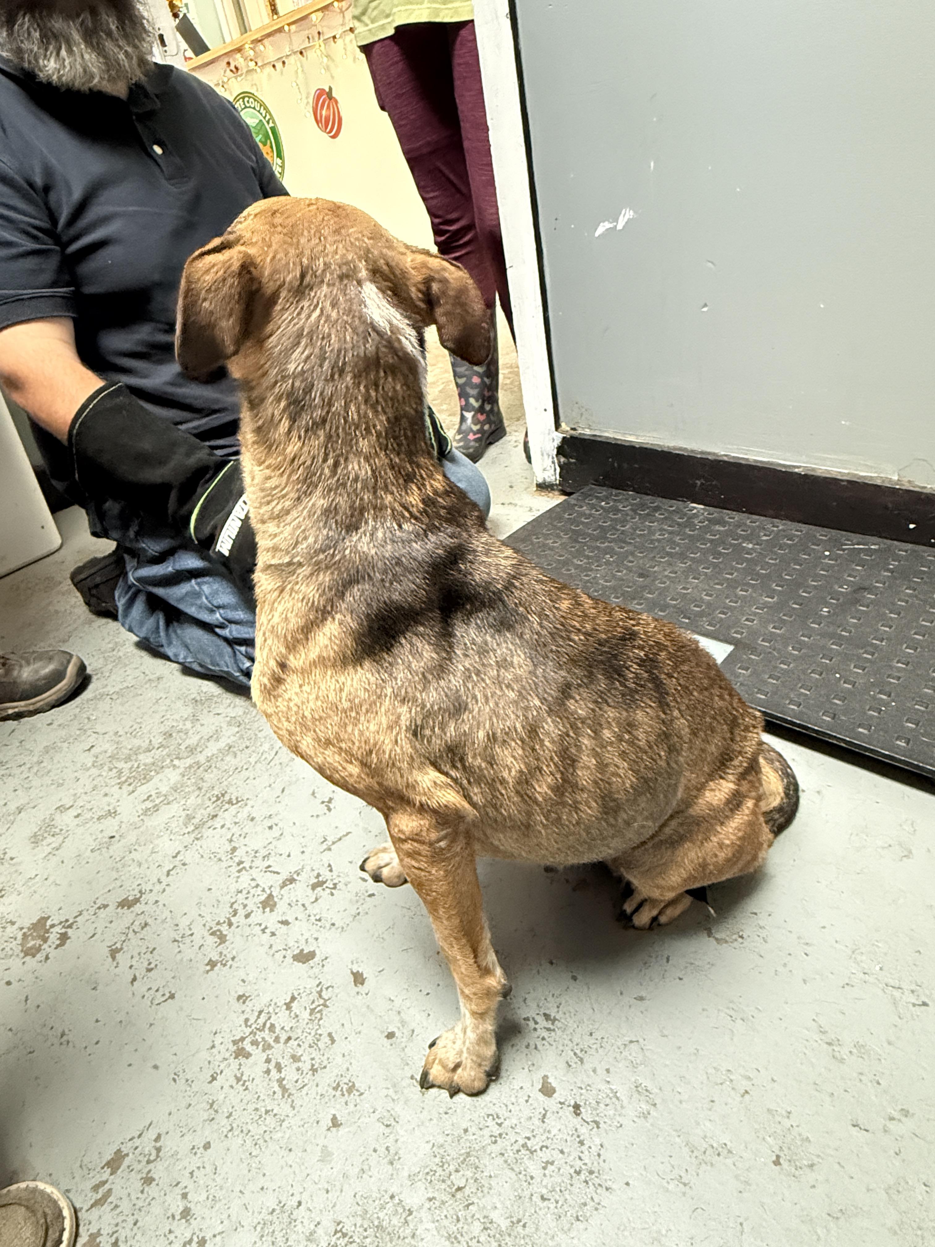 Enlarge Princess, a Adoptable mixed breed in Fayetteville, WV image 1/2
