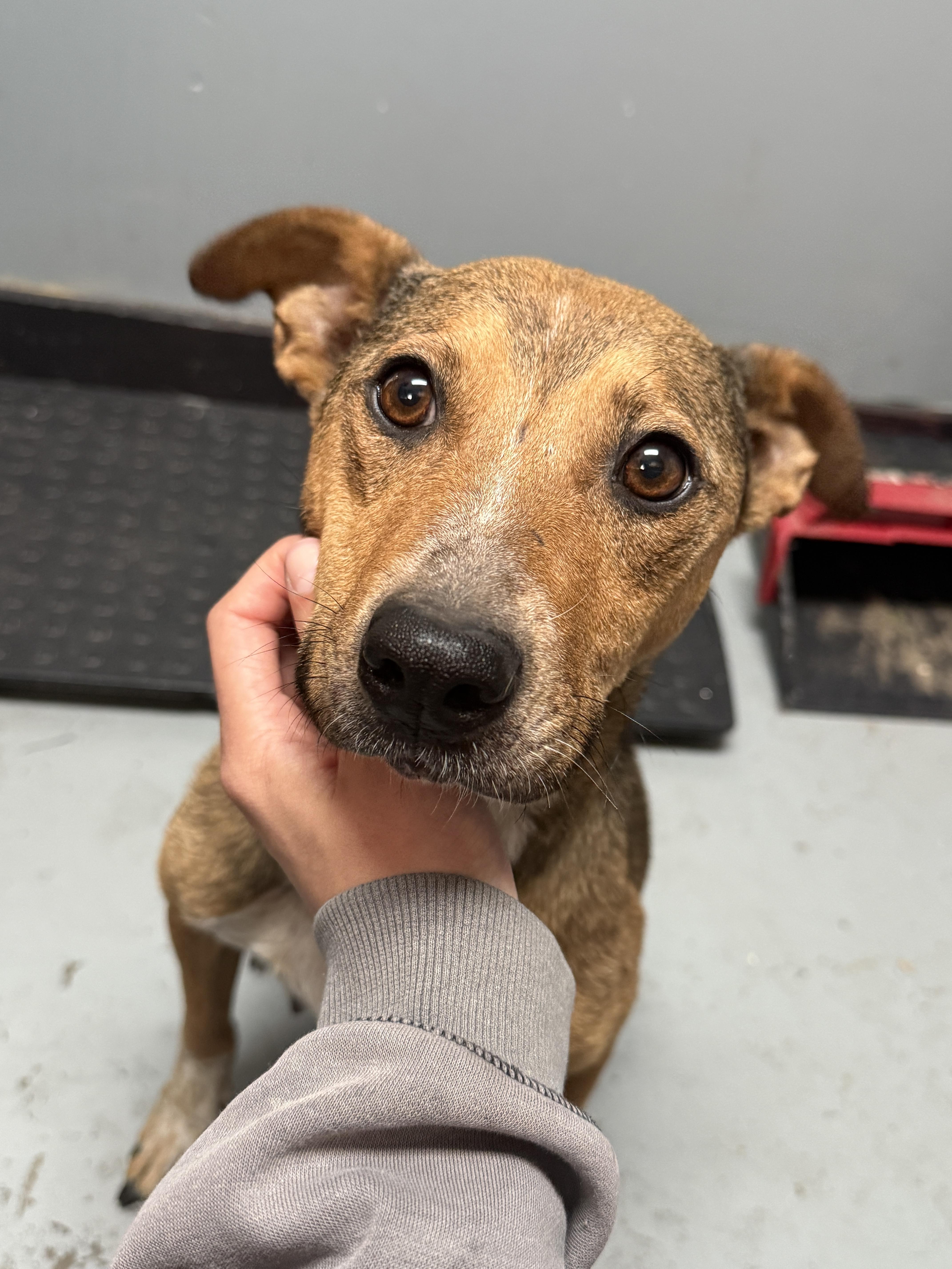 Enlarge Princess, a Adoptable mixed breed in Fayetteville, WV image 2/2