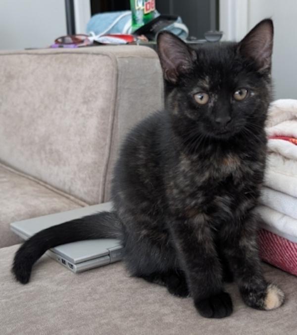 PEPPERCORN, ADOPTABLE, Kitten Female Domestic Short Hair.