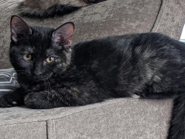 Enlarge PEPPERCORN, a ADOPTABLE Domestic Short Hair in Union Grove, WI image 2/3