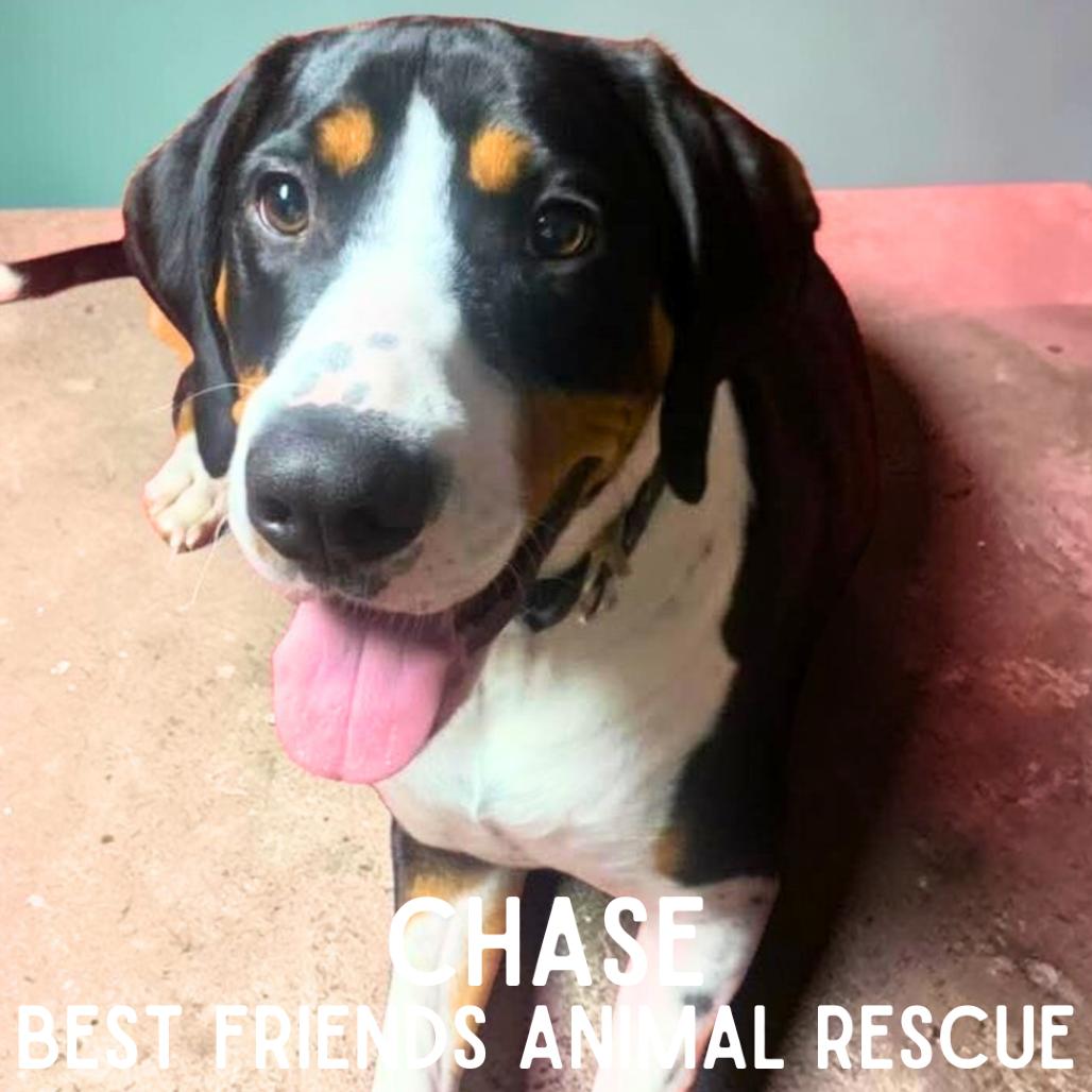 Chase, Adoptable, Young Male Treeing Walker Coonhound.