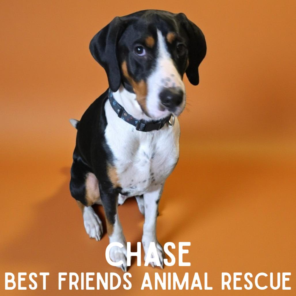 Chase, Adoptable, Young Male Treeing Walker Coonhound.