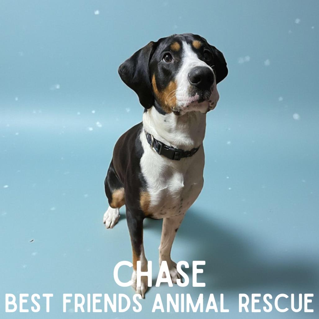 Chase, Adoptable, Young Male Treeing Walker Coonhound.