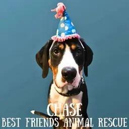 Chase, a Adoptable Treeing Walker Coonhound in Wasilla, AK image 1/3