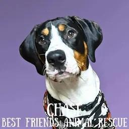 Chase, a Adoptable Treeing Walker Coonhound in Wasilla, AK image 2/3