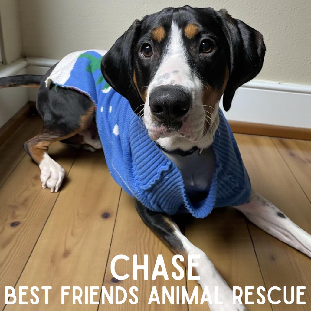 Enlarge Chase, a Adoptable Treeing Walker Coonhound in Wasilla, AK image 5/6