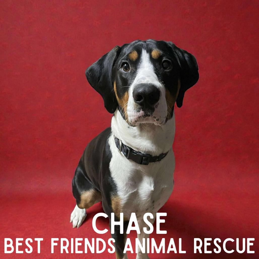Chase, a Adoptable Treeing Walker Coonhound in Wasilla, AK image 3/3