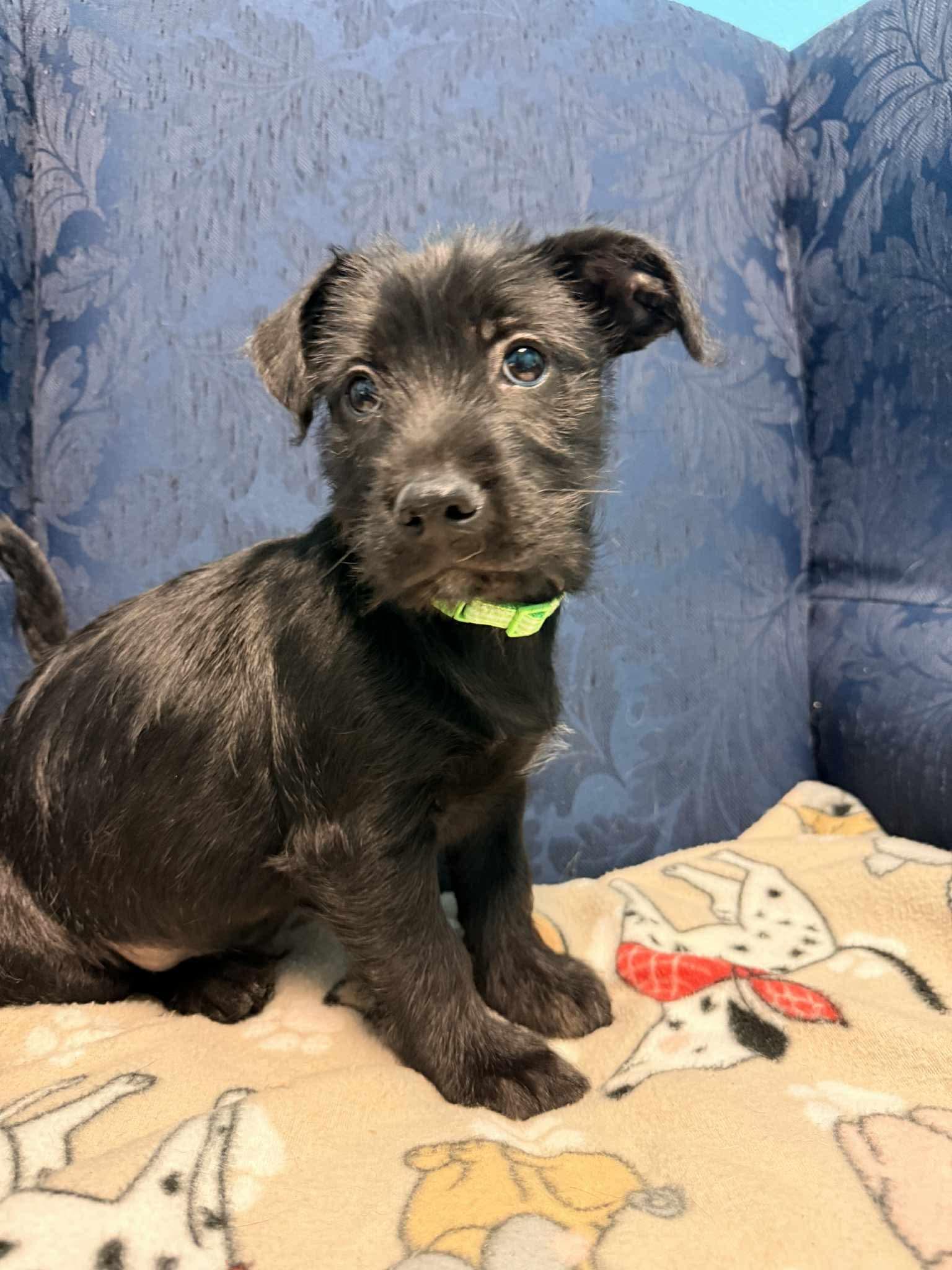 Casanova, ADOPTABLE, Puppy Male Wirehaired Terrier.