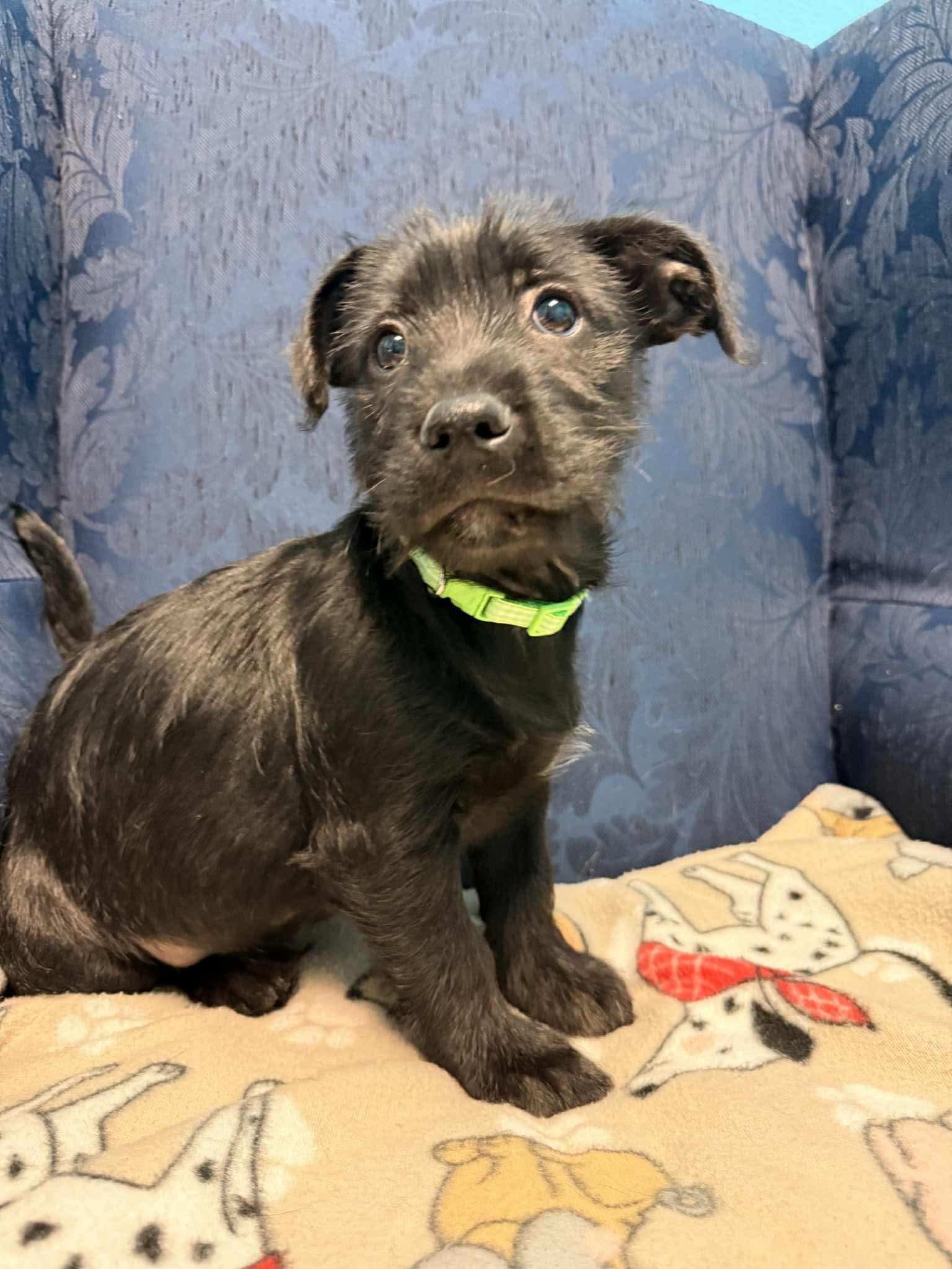 Casanova, an adopted mixed breed in Walker, LA image 2/3