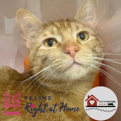 Enlarge Uncle Ted, a Adoptable mixed breed in Janesville, WI image 2/3