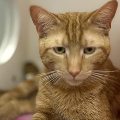 Uncle Ted, Adoptable, Young Male Domestic Short Hair & Domestic Short Hair.