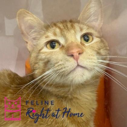 Uncle Ted, a Adoptable mixed breed in Janesville, WI image 2/3