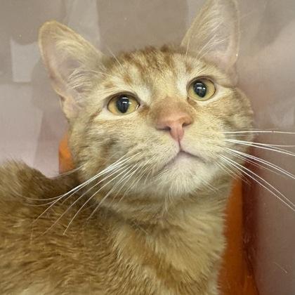 Uncle Ted, a Adoptable mixed breed in Janesville, WI image 2/3