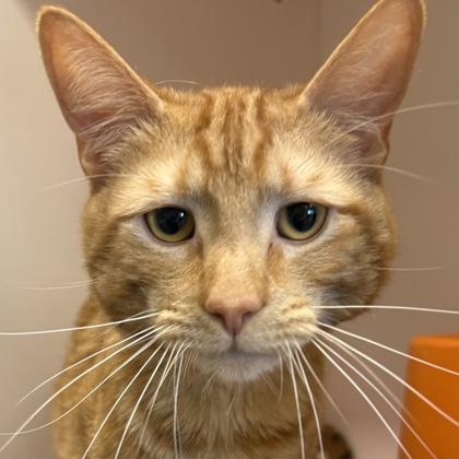 Uncle Ted, a Adoptable mixed breed in Janesville, WI image 3/3