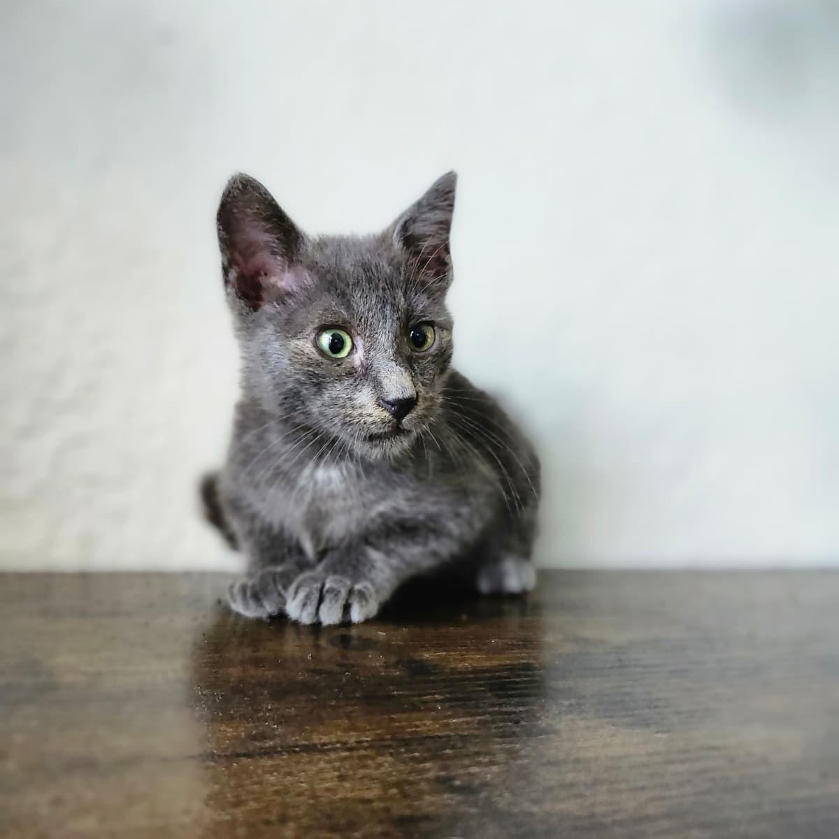 Enlarge Static, a Adoptable Domestic Short Hair in Gainesville, FL image 2/3