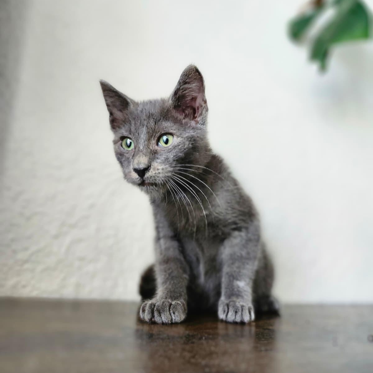Static, Adoptable, Kitten Male Domestic Short Hair.