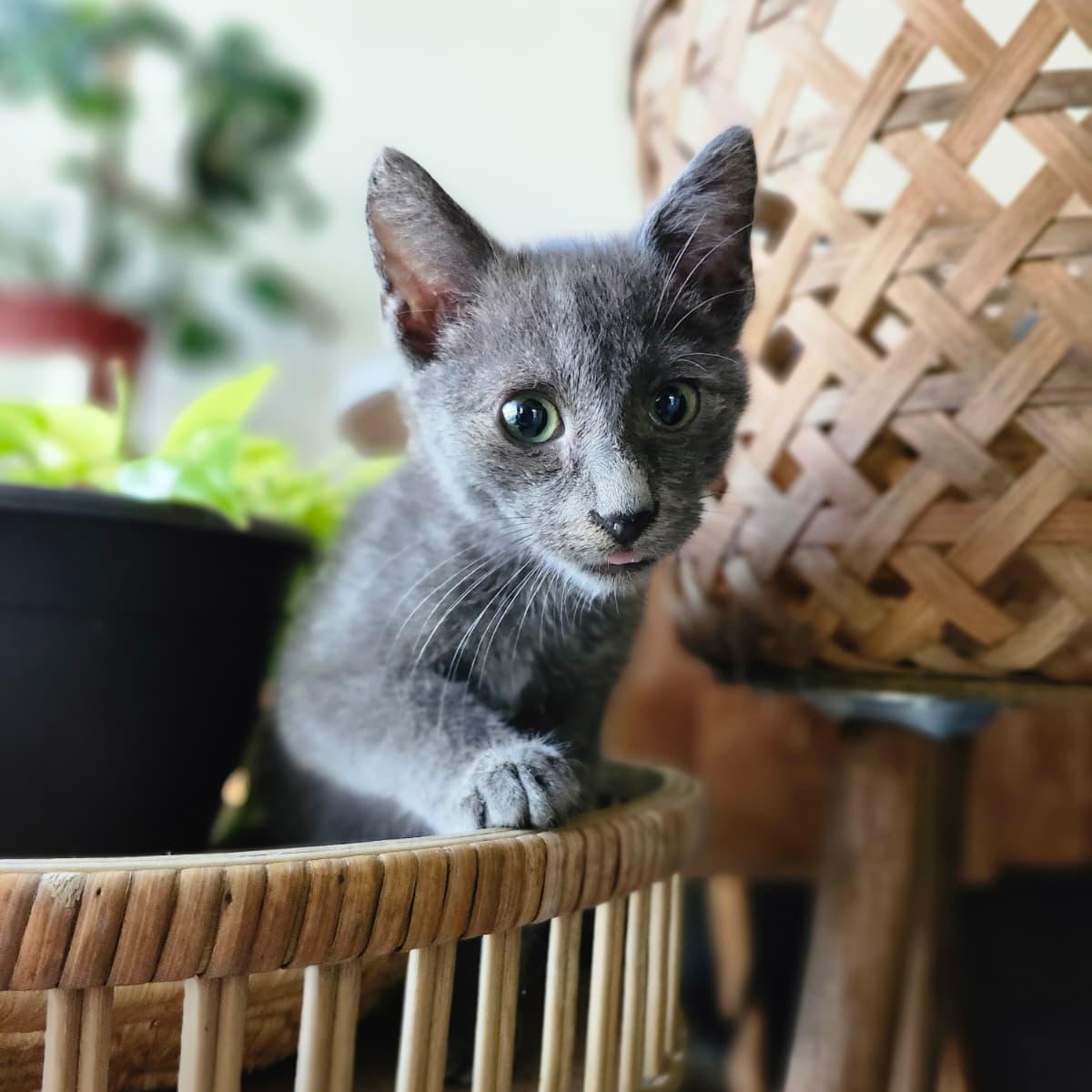 Enlarge Static, a Adoptable Domestic Short Hair in Gainesville, FL image 3/3