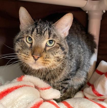 Rupert (Bashful Buddy), Adoptable, Adult Male Domestic Short Hair & Domestic Short Hair.