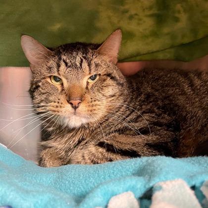 Rupert (Bashful Buddy), a Adoptable mixed breed in Wheaton, IL image 2/2