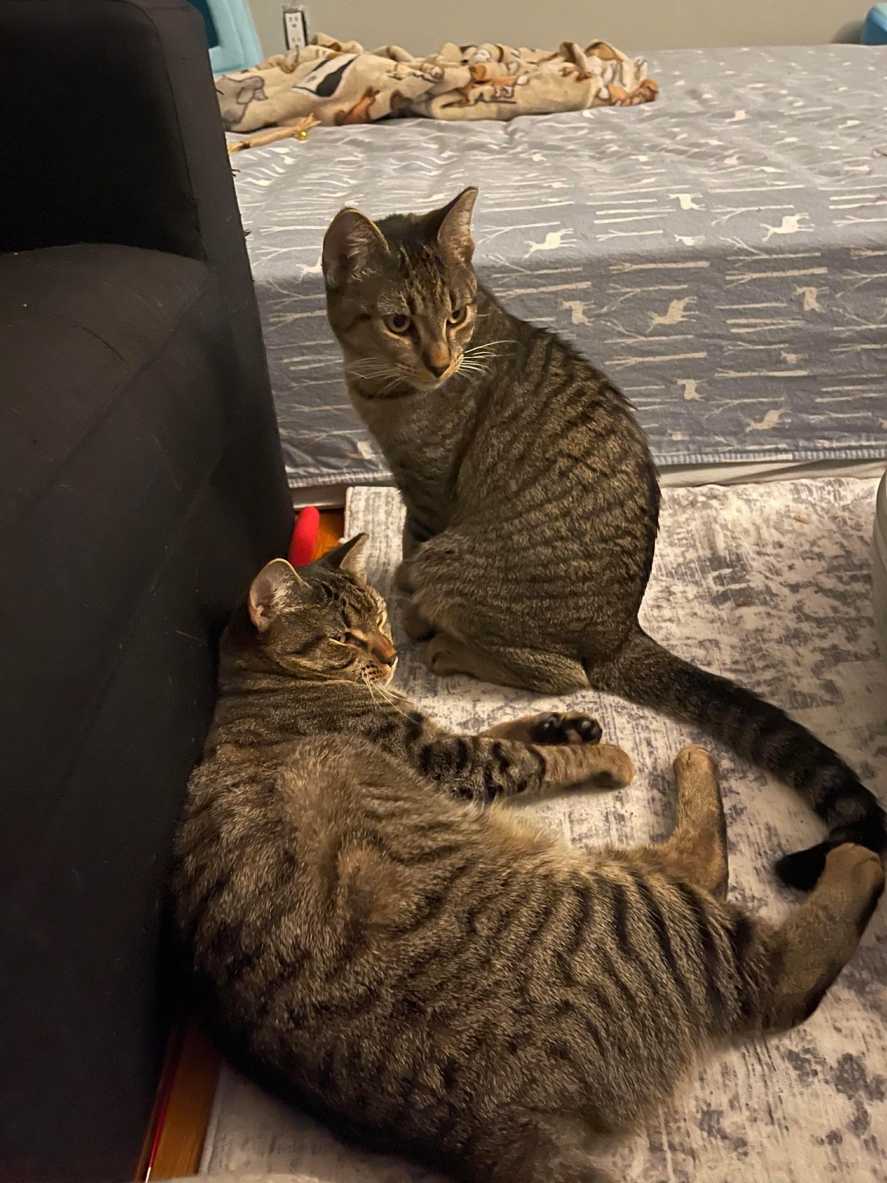 Enlarge Cooper & Oliver , a Adoptable Domestic Short Hair in Acushnet, MA image 1/6