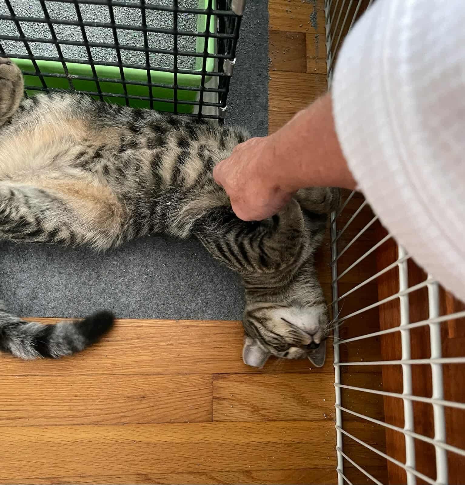 Enlarge Cooper & Oliver , a Adoptable Domestic Short Hair in Acushnet, MA image 6/6