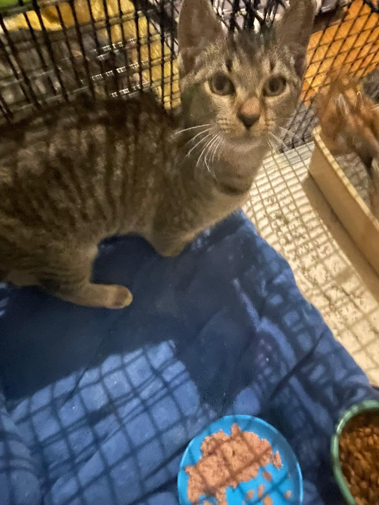 Enlarge Cooper & Oliver , a Adoptable Domestic Short Hair in Acushnet, MA image 5/6