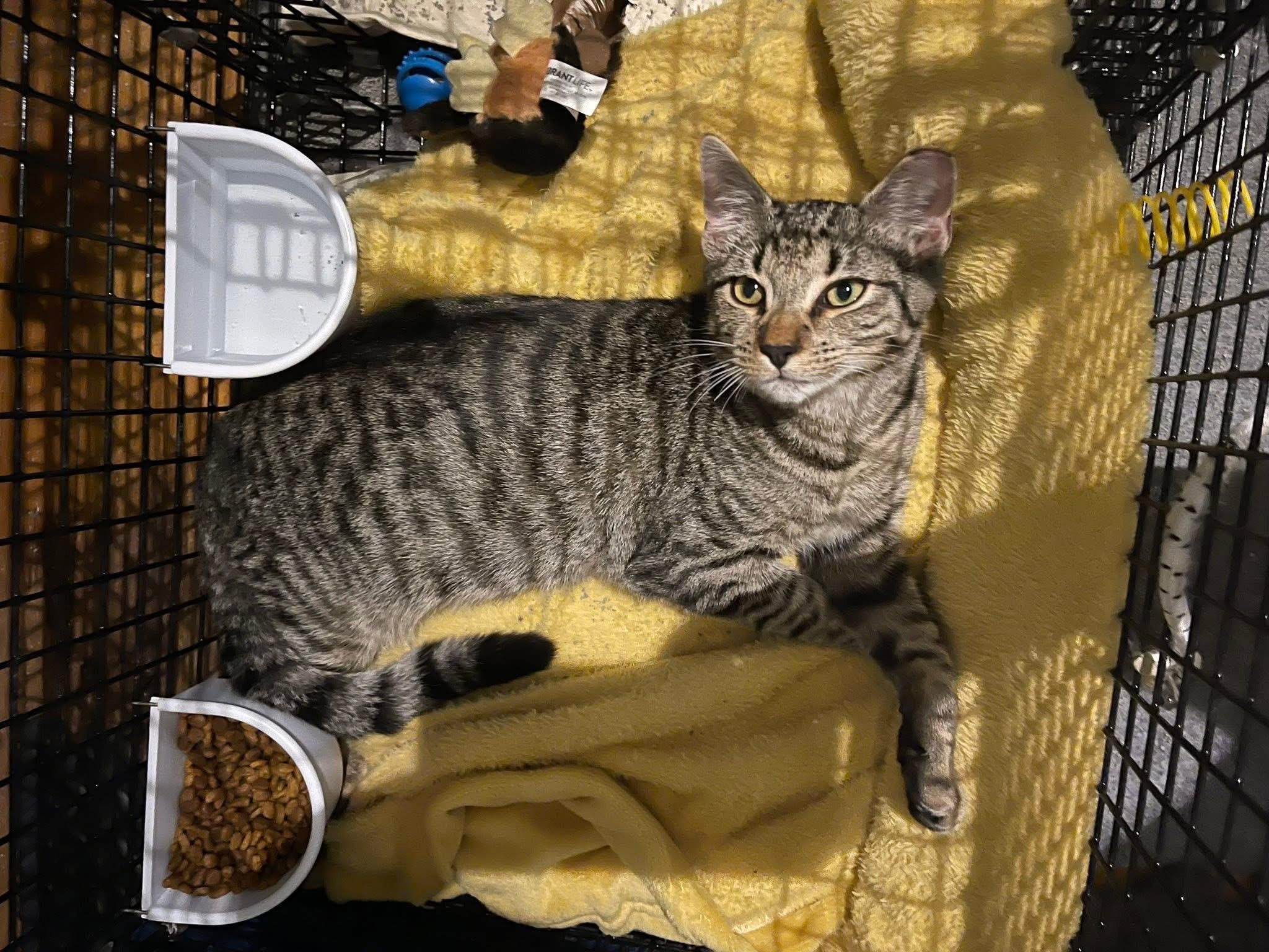 Enlarge Cooper & Oliver , a Adoptable Domestic Short Hair in Acushnet, MA image 4/6