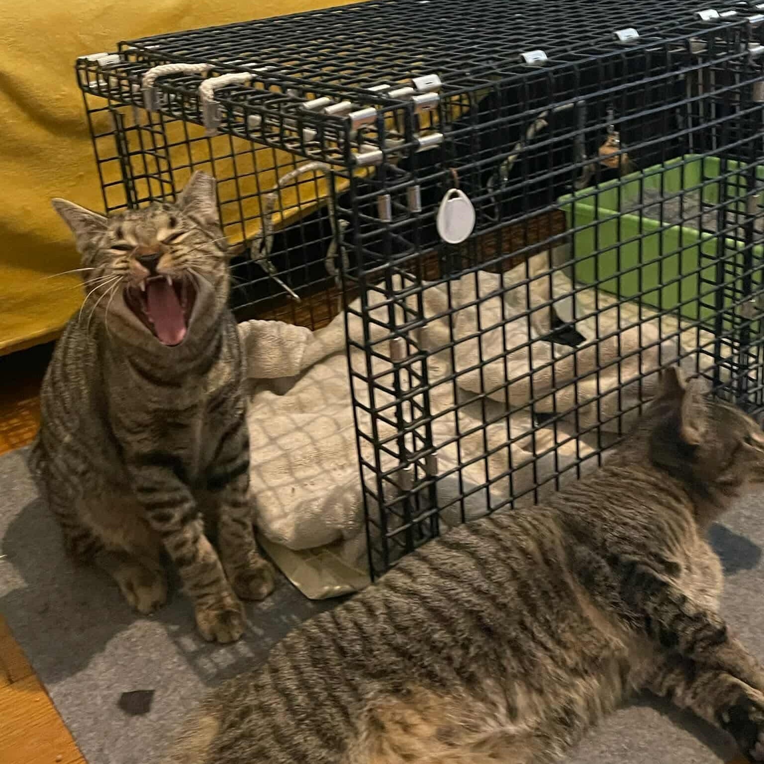 Enlarge Cooper & Oliver , a Adoptable Domestic Short Hair in Acushnet, MA image 3/6