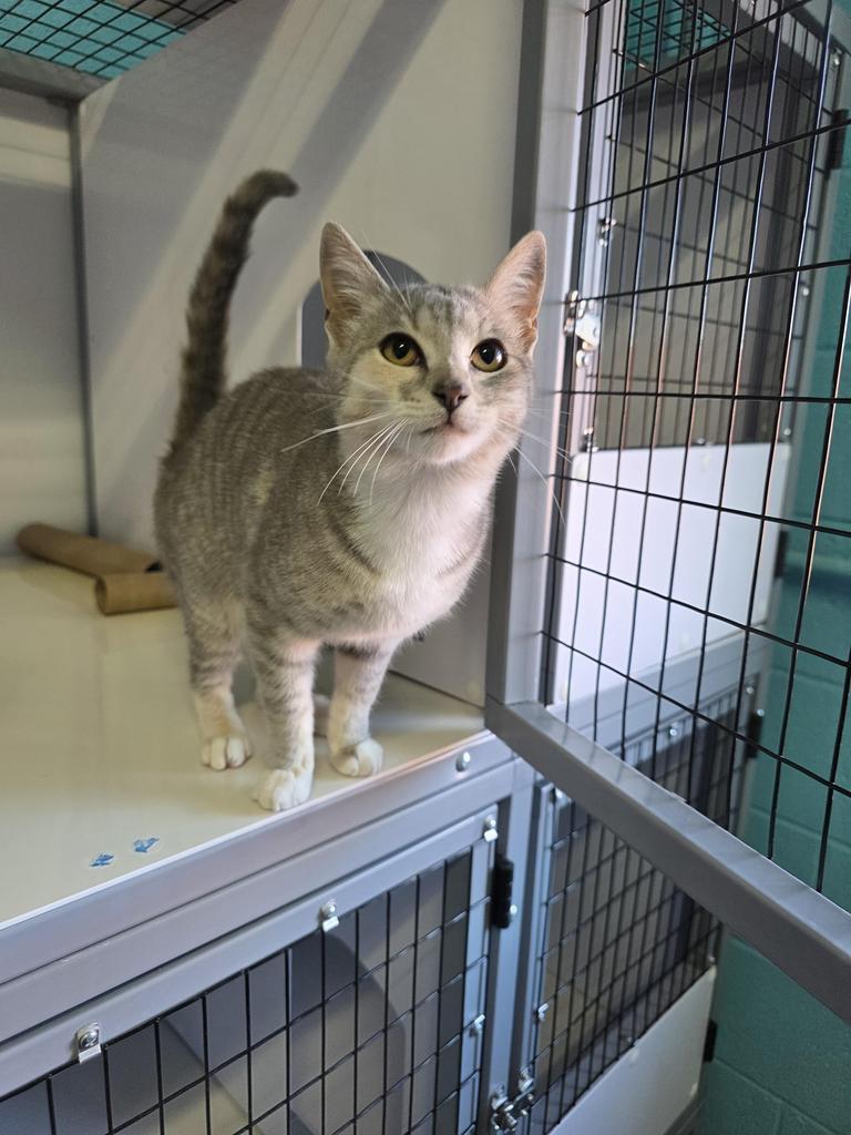 Bells, Adoptable, Young Female Domestic Short Hair.