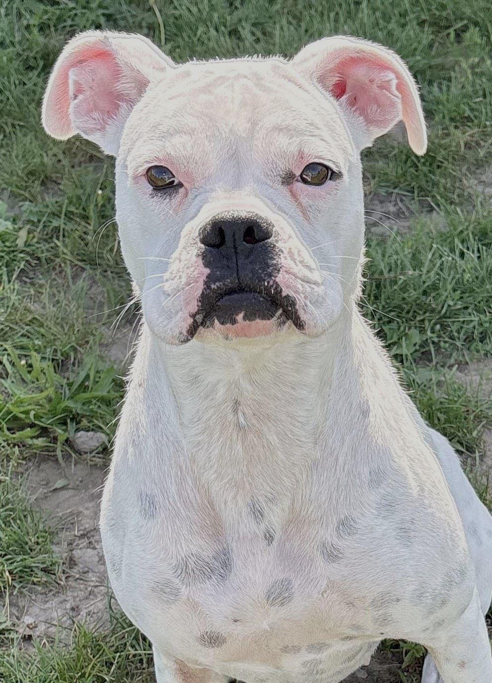 Cashew, adopted, Young Female Boxer.