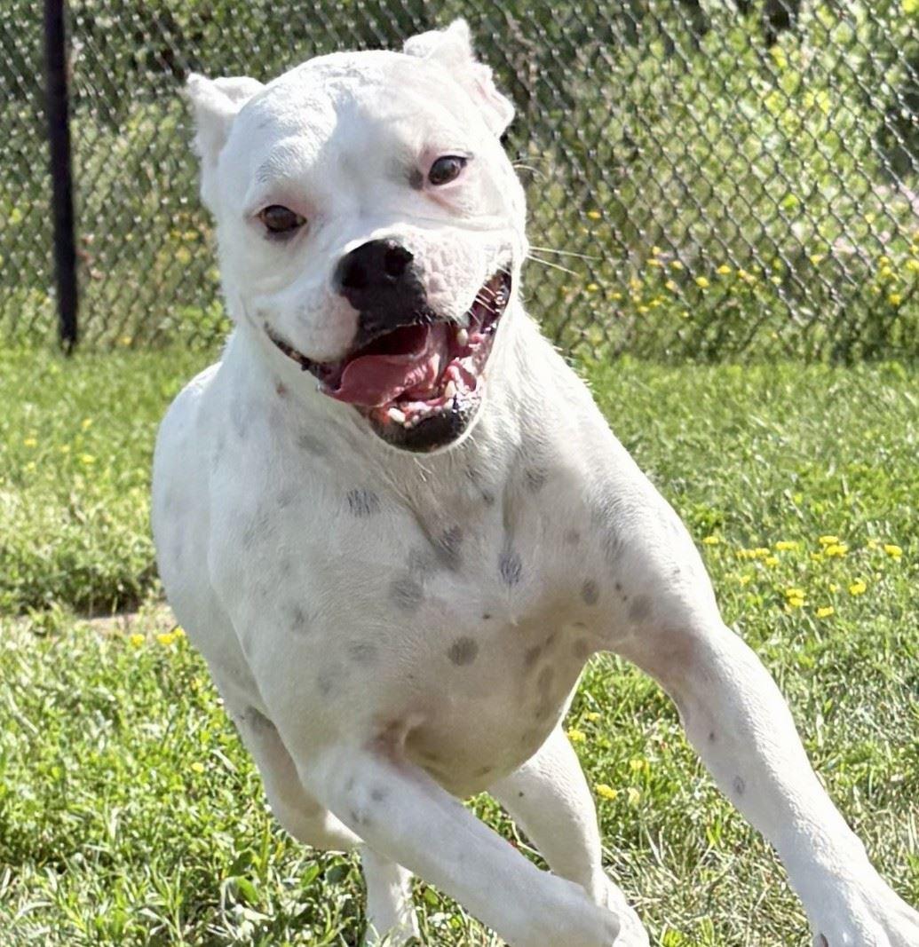 Cashew, an adopted Boxer in Iowa City, IA image 2/3