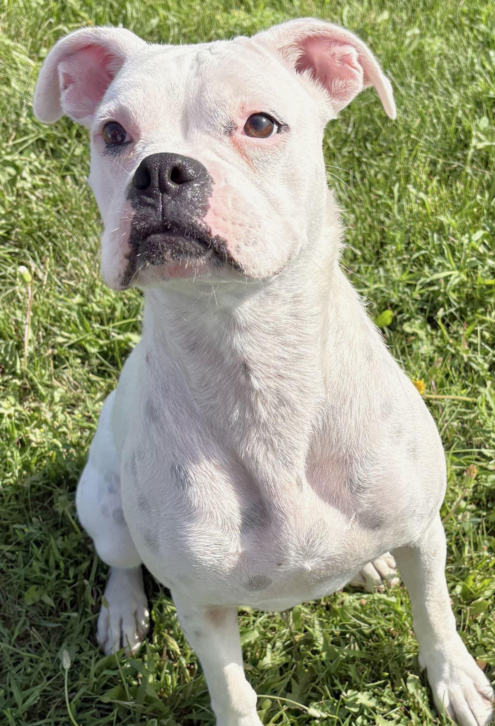 Cashew, an adopted Boxer in Iowa City, IA image 3/3