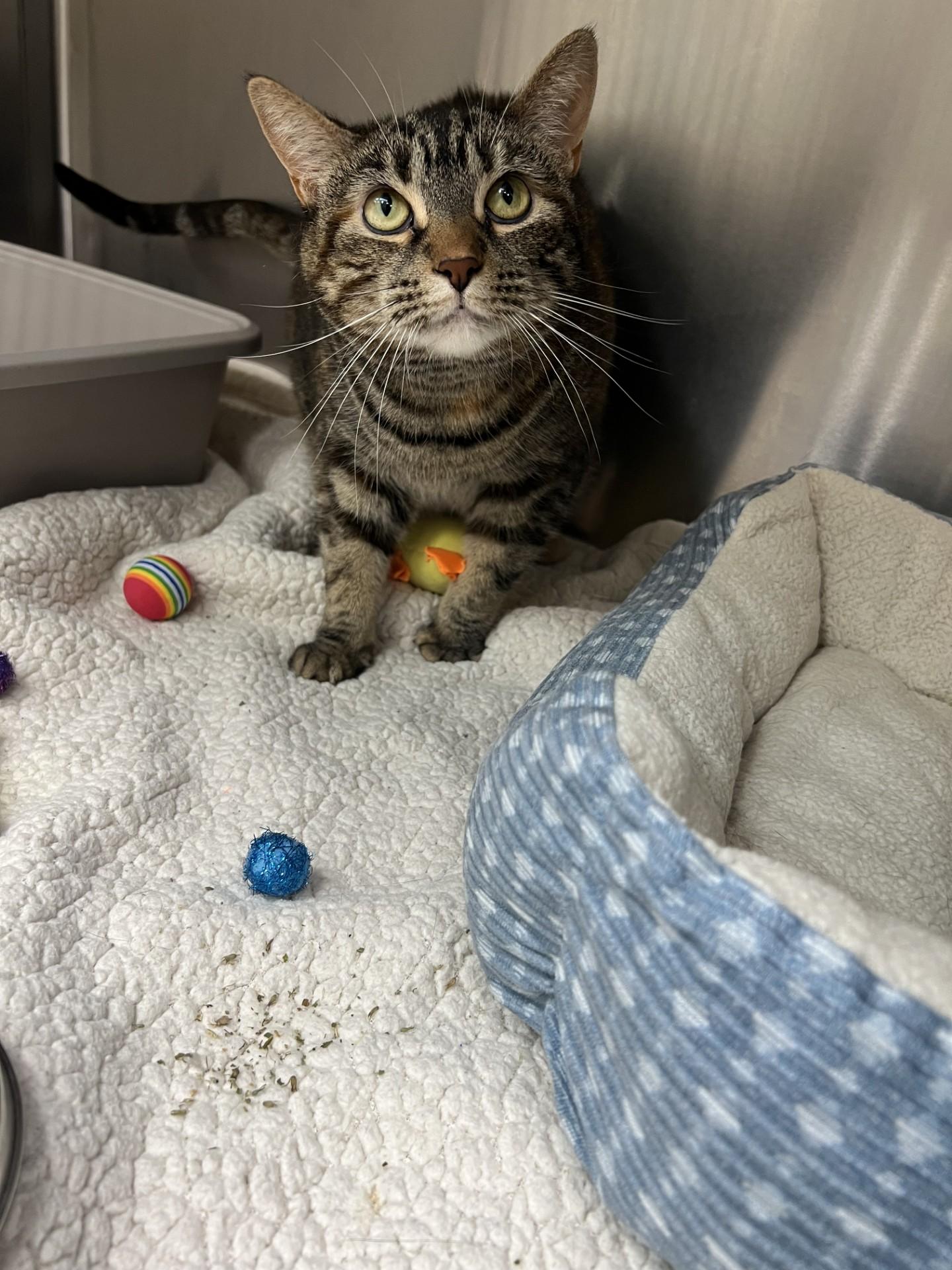 Bunny, a ADOPTABLE Domestic Short Hair in Yorkville, IL image 2/5