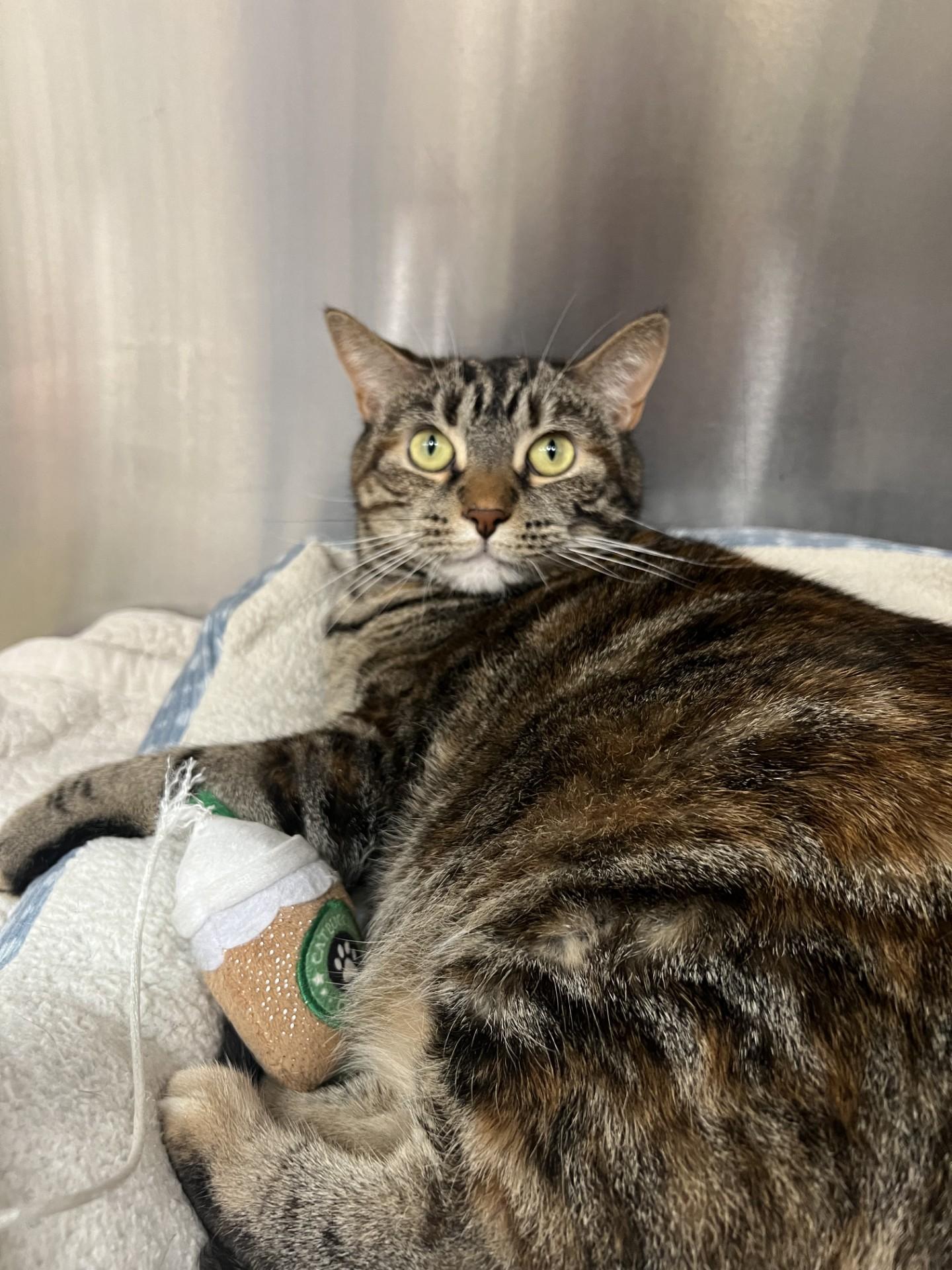 Bunny, a ADOPTABLE Domestic Short Hair in Yorkville, IL image 5/5