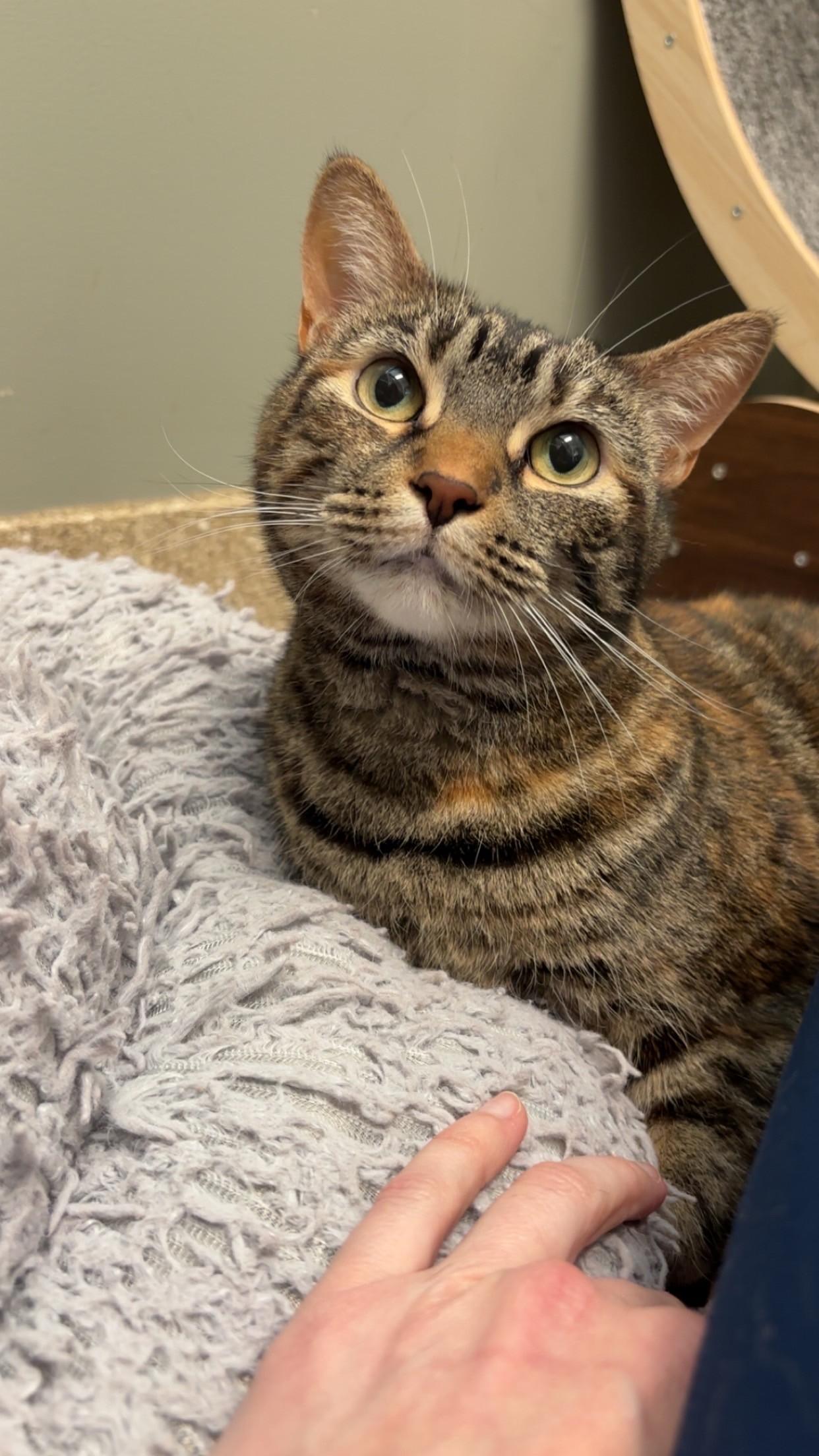Bunny, ADOPTABLE, Adult Female Domestic Short Hair.