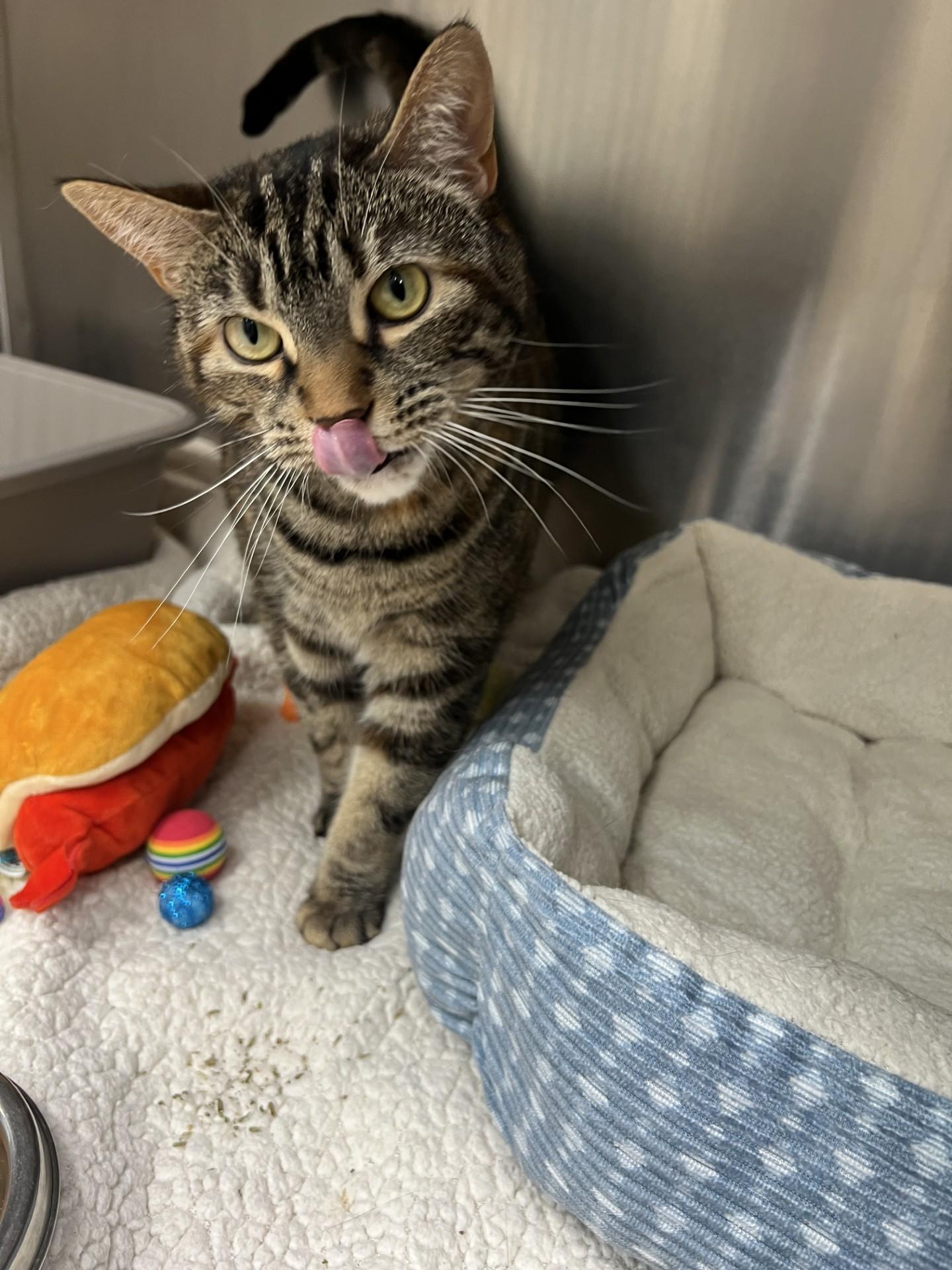Bunny, a ADOPTABLE Domestic Short Hair in Yorkville, IL image 4/5